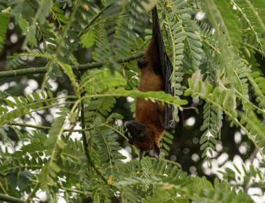 A Picture of The Indian flying fox (Pteropus medius, formerly Pteropus giganteus) hanging in a tree clipart