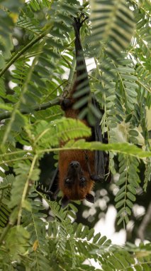 Uçan Hint tilkisinin (Pteropus medius, eski adıyla Pteropus giganteus) bir ağaçta asılı resmi.