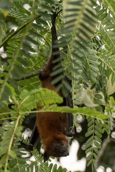 Uçan Hint tilkisinin (Pteropus medius, eski adıyla Pteropus giganteus) bir ağaçta asılı resmi.