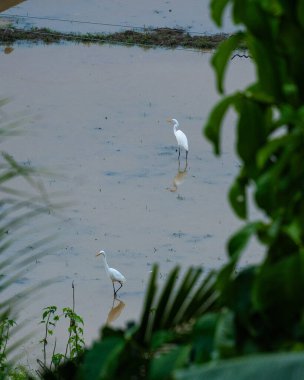 An elegant egret standing in a paddy field to catch fish captured through spot focus. Ideal for themes of biodiversity, rural life, and environmental beauty clipart