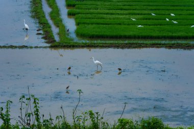 A Picture of many egrets standing in a paddy field to catch fish. This serene and captivating moment showcases the harmony of nature and wildlife in an agricultural landscape clipart