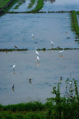 A Picture of many egrets standing in a paddy field to catch fish. This serene and captivating moment showcases the harmony of nature and wildlife in an agricultural landscape clipart