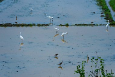 A Picture of many egrets standing in a paddy field to catch fish. This serene and captivating moment showcases the harmony of nature and wildlife in an agricultural landscape clipart