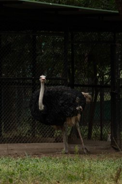 Devekuşu 'nun resmi. Doğal ortamında çarpıcı, uçamayan bir kuş.