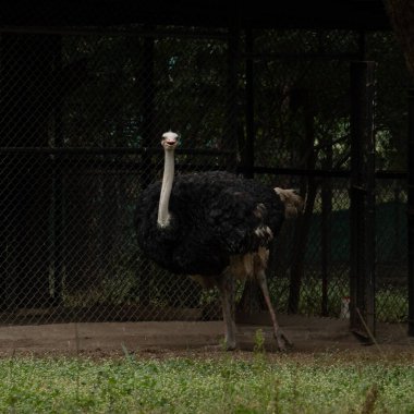 Devekuşu 'nun resmi. Doğal ortamında çarpıcı, uçamayan bir kuş.