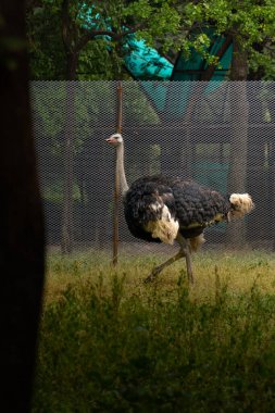 Devekuşu 'nun resmi. Doğal ortamında çarpıcı, uçamayan bir kuş.