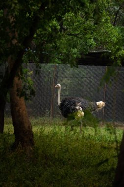 Devekuşu 'nun resmi. Doğal ortamında çarpıcı, uçamayan bir kuş.