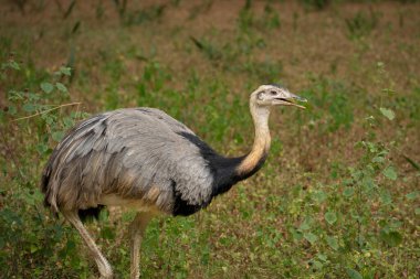 Emu 'nun resmi. Doğal çayırlarda uçan görkemli bir kuş.