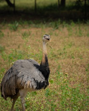 A picture of Emu a majestic flightless bird in its natural grassland habitat clipart