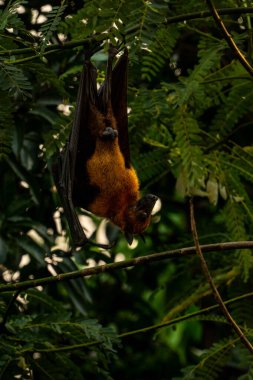 Bir Hint meyve yarasası (Pteropus medius), yeşil yemyeşil yaprakların arasında bir ağaç dalında baş aşağı asılı, spot odak ile yakalanır.. 