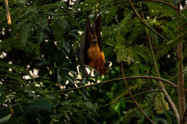 An Indian fruit bat (Pteropus medius) captured through spot focus, hanging upside down from a tree branch amidst lush green foliage.  clipart