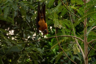 An Indian fruit bat (Pteropus medius) captured through spot focus, hanging upside down from a tree branch amidst lush green foliage.  clipart