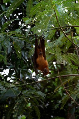 An Indian fruit bat (Pteropus medius) captured through spot focus, hanging upside down from a tree branch amidst lush green foliage.  clipart