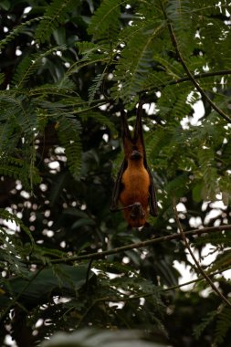 An Indian fruit bat (Pteropus medius) captured through spot focus, hanging upside down from a tree branch amidst lush green foliage.  clipart