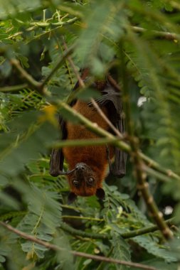 An Indian fruit bat (Pteropus medius) captured through spot focus, hanging upside down from a tree branch amidst lush green foliage.  clipart