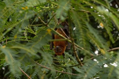 An Indian fruit bat (Pteropus medius) captured through spot focus, hanging upside down from a tree branch amidst lush green foliage.  clipart