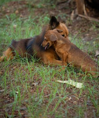Kahverengi Hintli bir Pomeranya 'lıyla oynayan iki yavru köpek resmi.
