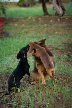Kahverengi Hintli bir Pomeranya 'lıyla oynayan iki yavru köpek resmi.