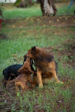 Kahverengi Hintli bir Pomeranya 'lıyla oynayan iki yavru köpek resmi.