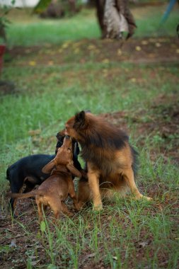 Kahverengi Hintli bir Pomeranya 'lıyla oynayan iki yavru köpek resmi.