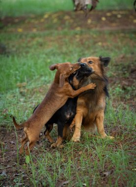Kahverengi Hintli bir Pomeranya 'lıyla oynayan iki yavru köpek resmi.