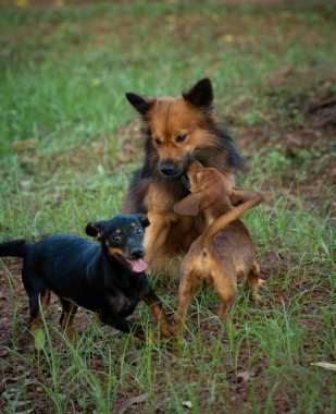 Kahverengi Hintli bir Pomeranya 'lıyla oynayan iki yavru köpek resmi.
