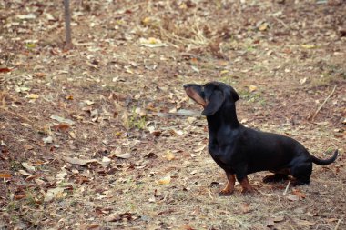 Bir Dachshund köpek yavrusunun yakın çekimi.