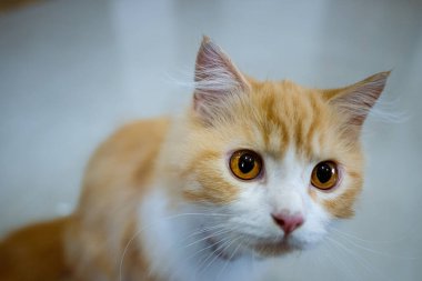 Yakından bakınca parlak kehribar gözlü, pembe burunlu, sevimli turuncu ve beyaz İran kedisi tasması evcil hayvanlar, kedi güzelliği ve evcil hayvanlarla ilgili konular için mükemmel bir tasma takıyor.