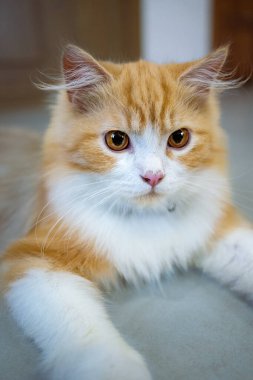 Yakından bakınca parlak kehribar gözlü, pembe burunlu, sevimli turuncu ve beyaz İran kedisi tasması evcil hayvanlar, kedi güzelliği ve evcil hayvanlarla ilgili konular için mükemmel bir tasma takıyor.