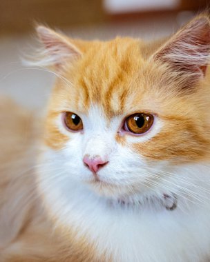 Yakından bakınca parlak kehribar gözlü, pembe burunlu, sevimli turuncu ve beyaz İran kedisi tasması evcil hayvanlar, kedi güzelliği ve evcil hayvanlarla ilgili konular için mükemmel bir tasma takıyor.