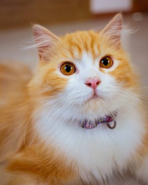 Yakından bakınca parlak kehribar gözlü, pembe burunlu, sevimli turuncu ve beyaz İran kedisi tasması evcil hayvanlar, kedi güzelliği ve evcil hayvanlarla ilgili konular için mükemmel bir tasma takıyor.