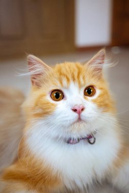 Yakından bakınca parlak kehribar gözlü, pembe burunlu, sevimli turuncu ve beyaz İran kedisi tasması evcil hayvanlar, kedi güzelliği ve evcil hayvanlarla ilgili konular için mükemmel bir tasma takıyor.