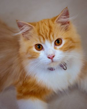 Yakından bakınca parlak kehribar gözlü, pembe burunlu, sevimli turuncu ve beyaz İran kedisi tasması evcil hayvanlar, kedi güzelliği ve evcil hayvanlarla ilgili konular için mükemmel bir tasma takıyor.