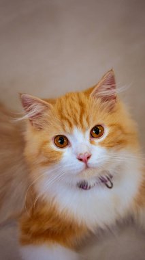 Yakından bakınca parlak kehribar gözlü, pembe burunlu, sevimli turuncu ve beyaz İran kedisi tasması evcil hayvanlar, kedi güzelliği ve evcil hayvanlarla ilgili konular için mükemmel bir tasma takıyor.