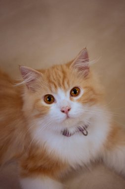 Yakından bakınca parlak kehribar gözlü, pembe burunlu, sevimli turuncu ve beyaz İran kedisi tasması evcil hayvanlar, kedi güzelliği ve evcil hayvanlarla ilgili konular için mükemmel bir tasma takıyor.