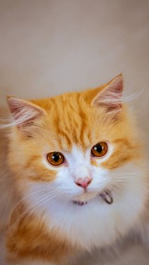 Yakından bakınca parlak kehribar gözlü, pembe burunlu, sevimli turuncu ve beyaz İran kedisi tasması evcil hayvanlar, kedi güzelliği ve evcil hayvanlarla ilgili konular için mükemmel bir tasma takıyor.