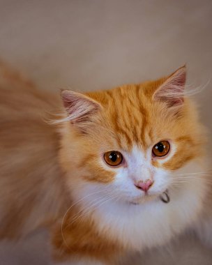 Yakından bakınca parlak kehribar gözlü, pembe burunlu, sevimli turuncu ve beyaz İran kedisi tasması evcil hayvanlar, kedi güzelliği ve evcil hayvanlarla ilgili konular için mükemmel bir tasma takıyor.