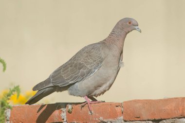 Picazuro güvercini tuğla duvara tünemişti. 