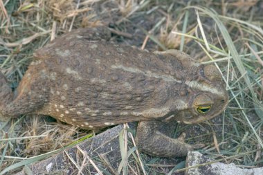 Kurbağa, böcek, yerde, bahçede. 