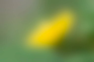 Background  blurred colors green yellow 