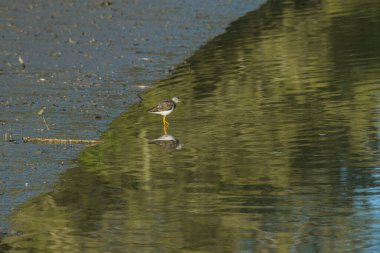 Daha büyük sarı bacaklı ve onun yansıması nehirde 
