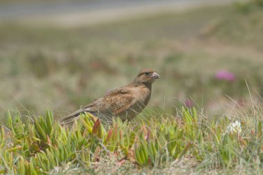 serçe çimlerin üzerine tünedi. 