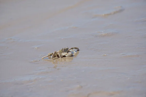 Stock image crab on the water in the beach 