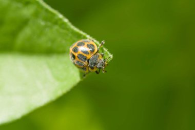 Uğur böceği, uğur böceği, bir yaprağa tünemiş, bahçede  