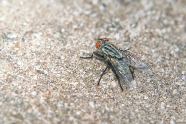 Yere tünemiş sinekler  