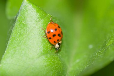 Uğur böceği, uğur böceği, bir yaprağa tünemiş, bahçede 