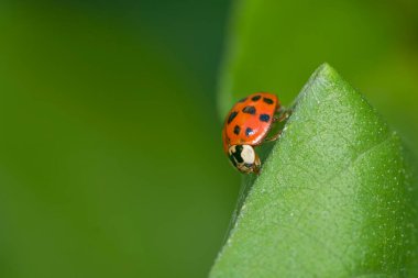 Uğur böceği, uğur böceği, yeşil bir bitkiye tünemiş, bahçede