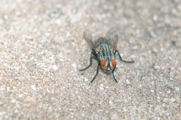 Γκρι Μύγα Σκαρφαλωμένη Στο Πάτωμα — Φωτογραφία Αρχείου
