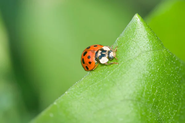 Uğur Böceği Uğur Böceği Yeşil Bir Bitkinin Üzerinde — Stok fotoğraf