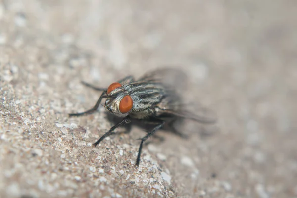 Eine Fliege Auf Dem Boden — Stockfoto
